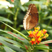 Follow Your Dreams On Butterfly Wings.... by bizziebeeme