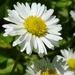 Just a daisy by gabis