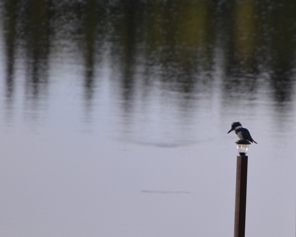 Day 350 - Watching and Waiting by ravenshoe