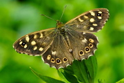 15th Jun 2015 - SPECKLED WOOD