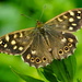 SPECKLED WOOD by markp