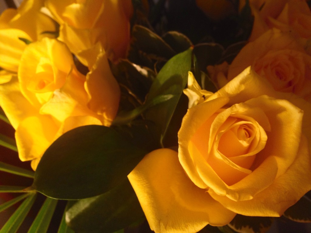 Sunny Roses by bilbaroo