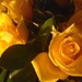 Sunny Roses by bilbaroo