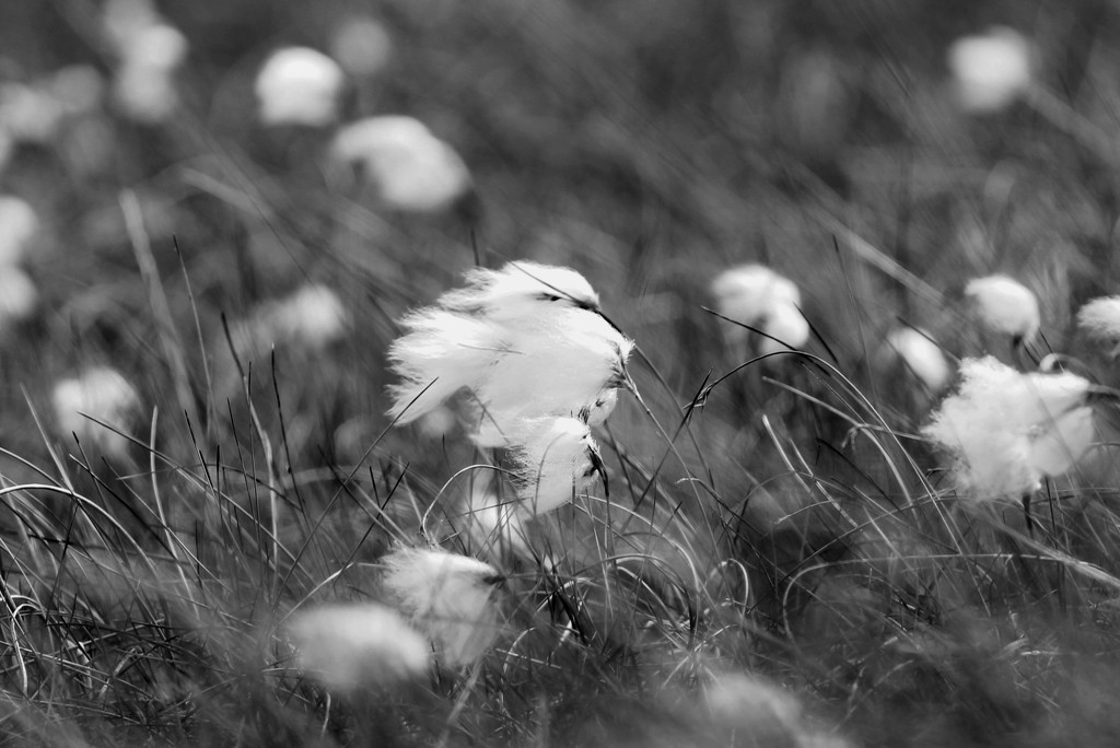 Cotton Grass by motherjane