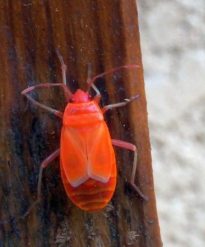 Bug Orange by laroque