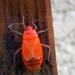 Bug Orange by laroque