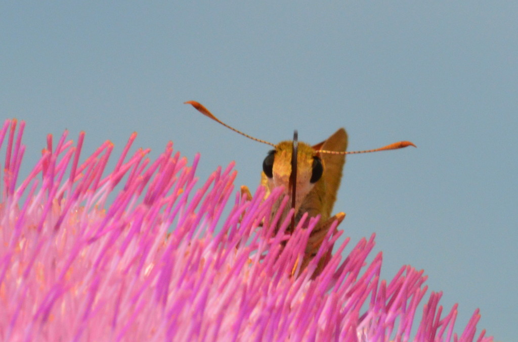 Yoo Hoo! I am Fiery Skipper Enjoying a Musk Thistle  by kareenking