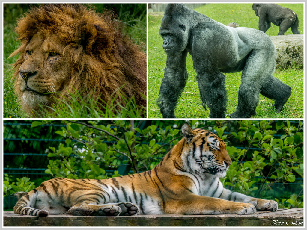 Zoo Collage 1 by pcoulson