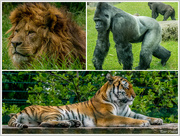 15th Jun 2015 - Zoo Collage 1