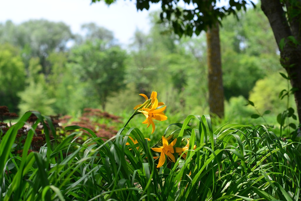 the daylilies... by earthbeone