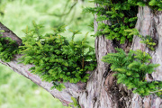 15th Jun 2015 - New growth on the Yews