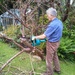 New toy - tree pruning day 1    by jennymdennis