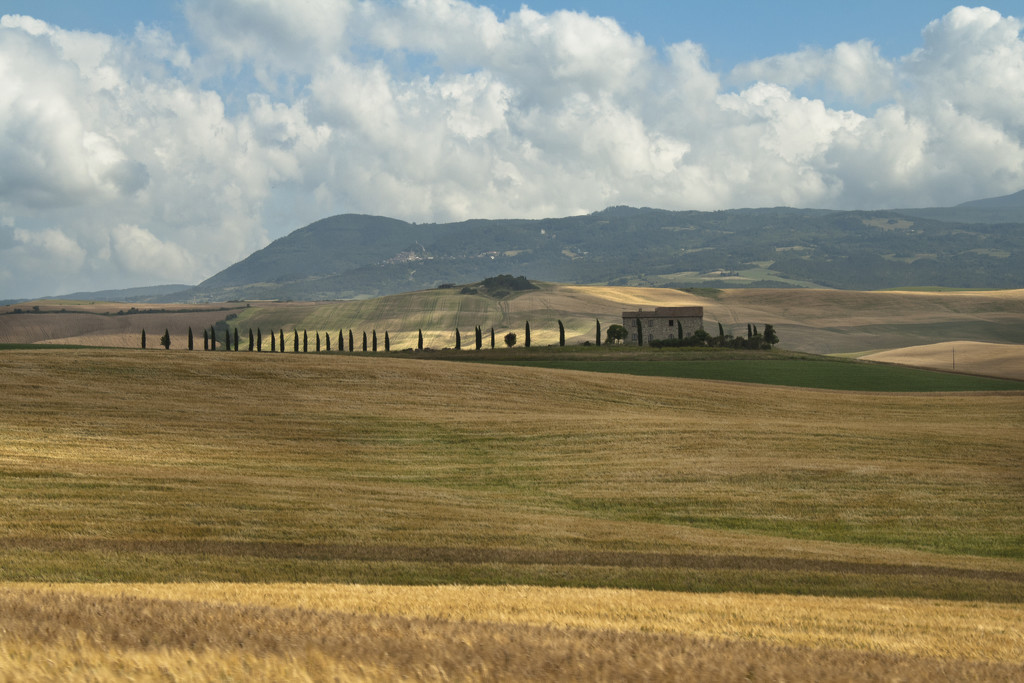 Typical Tuscan Landscape by lily