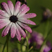Pink Daisy by nanderson