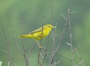 16th Jun 2015 - Yellow Warbler female getting food for her nestlings
