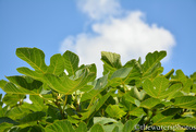 14th Jun 2015 - Fig leaves against the blue sky!