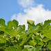 Fig leaves against the blue sky! by thewatersphotos