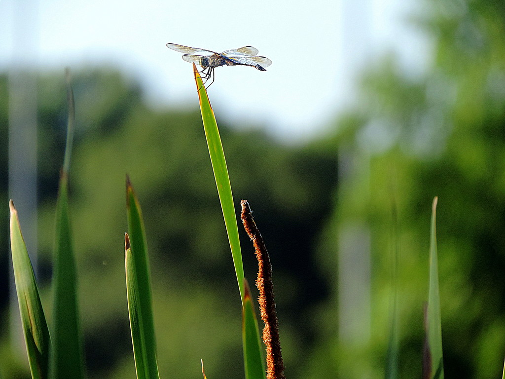 Dragonfly on a Cattail by homeschoolmom