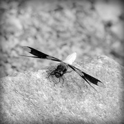15th Jun 2015 - B&W dragonfly on a B&W rock!