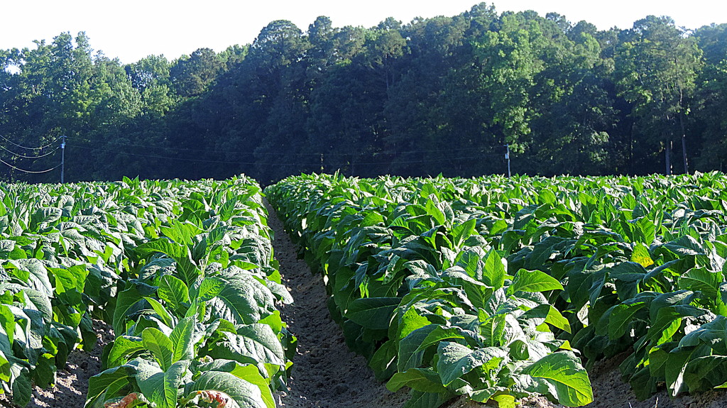 Tobacco is growing quickly! by homeschoolmom