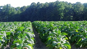 16th Jun 2015 - Tobacco is growing quickly!