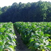 Tobacco is growing quickly! by homeschoolmom