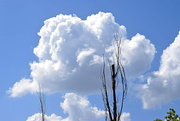 15th Jun 2015 - Huge Puffy Clouds