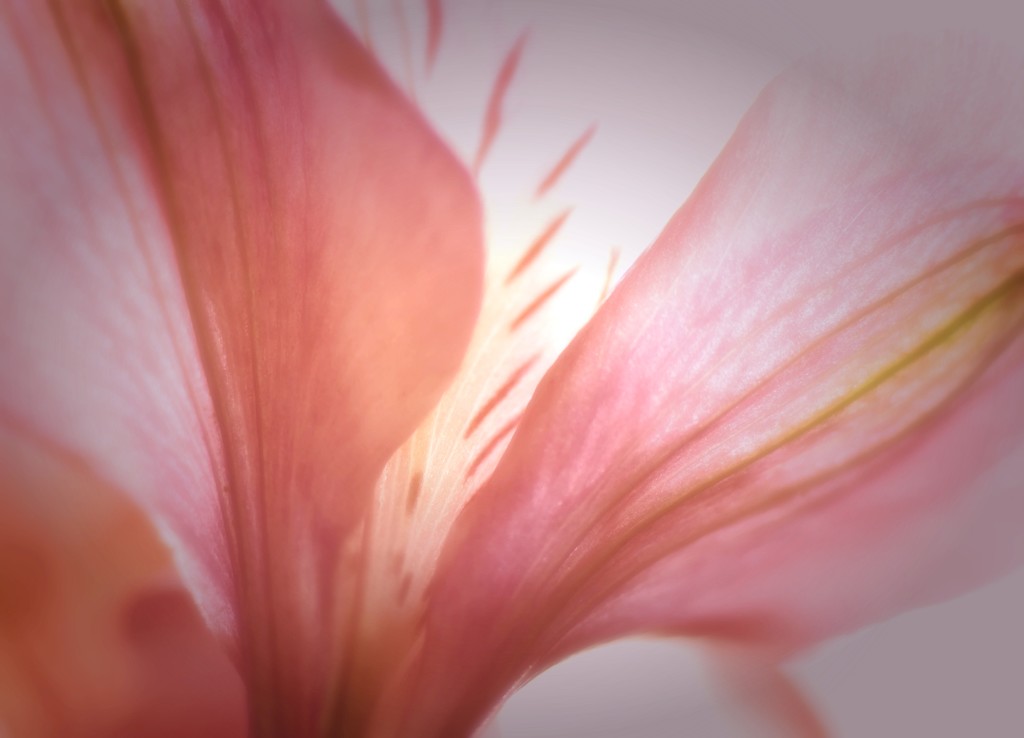 Pink Petals by joysfocus