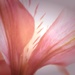Pink Petals by joysfocus