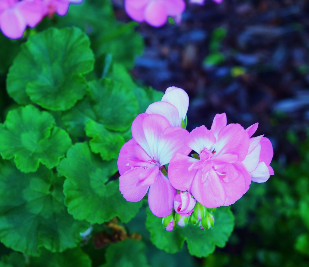 Pretty Pink Geranium... by happysnaps