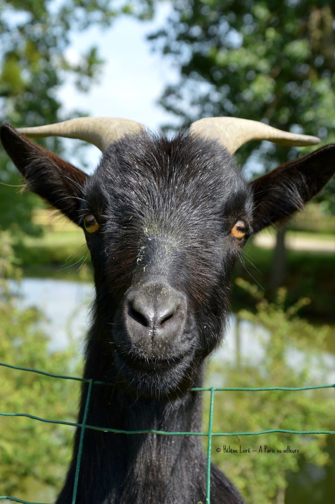 Just for fun: the curious goat by parisouailleurs