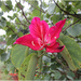 Bauhinia flower by kerenmcsweeney