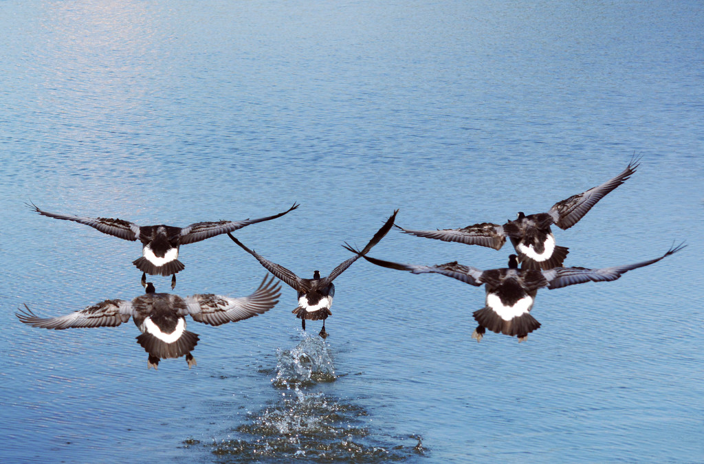 The flight of five wild geese  by iiwi