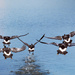 The flight of five wild geese  by iiwi