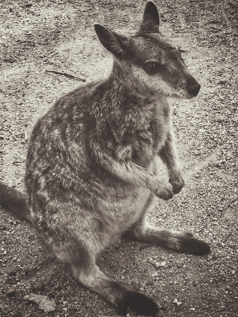 Rock  Wallaby by teodw