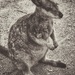 Rock  Wallaby by teodw