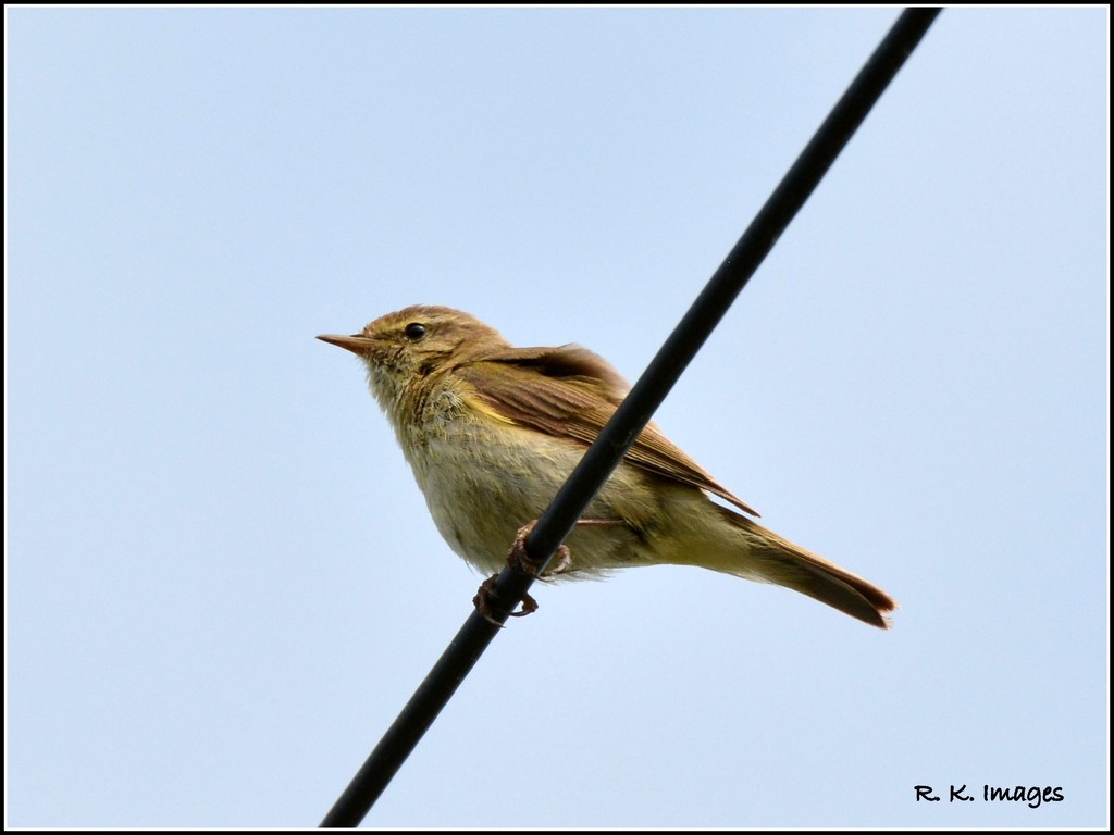 On the high wire by rosiekind