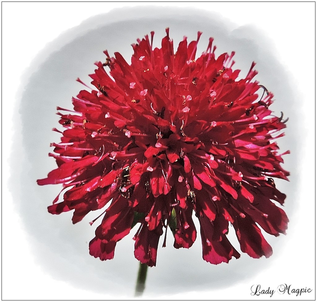 Beauty that's called Knautia. by ladymagpie