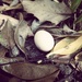 Lost egg by mattjcuk