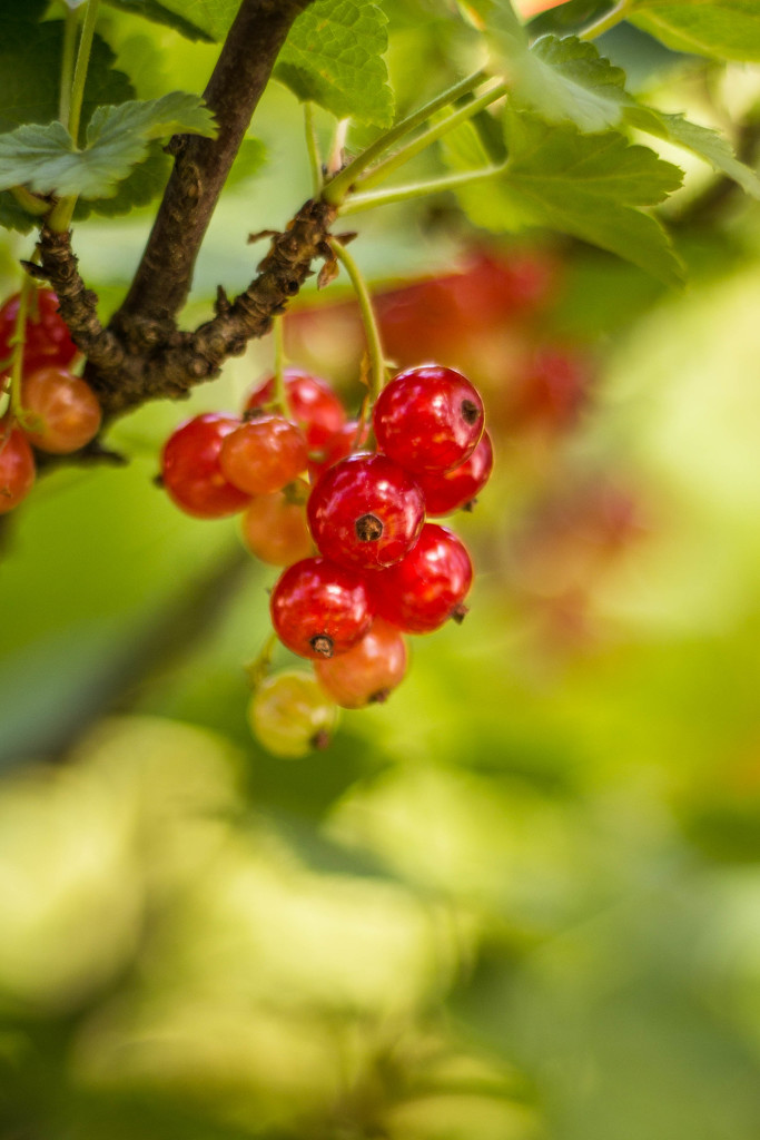 red currants #7 by ricaa
