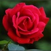 Red rose by rosiekind