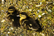 16th Jun 2015 - Two little ducklings