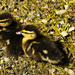 Two little ducklings by elisasaeter