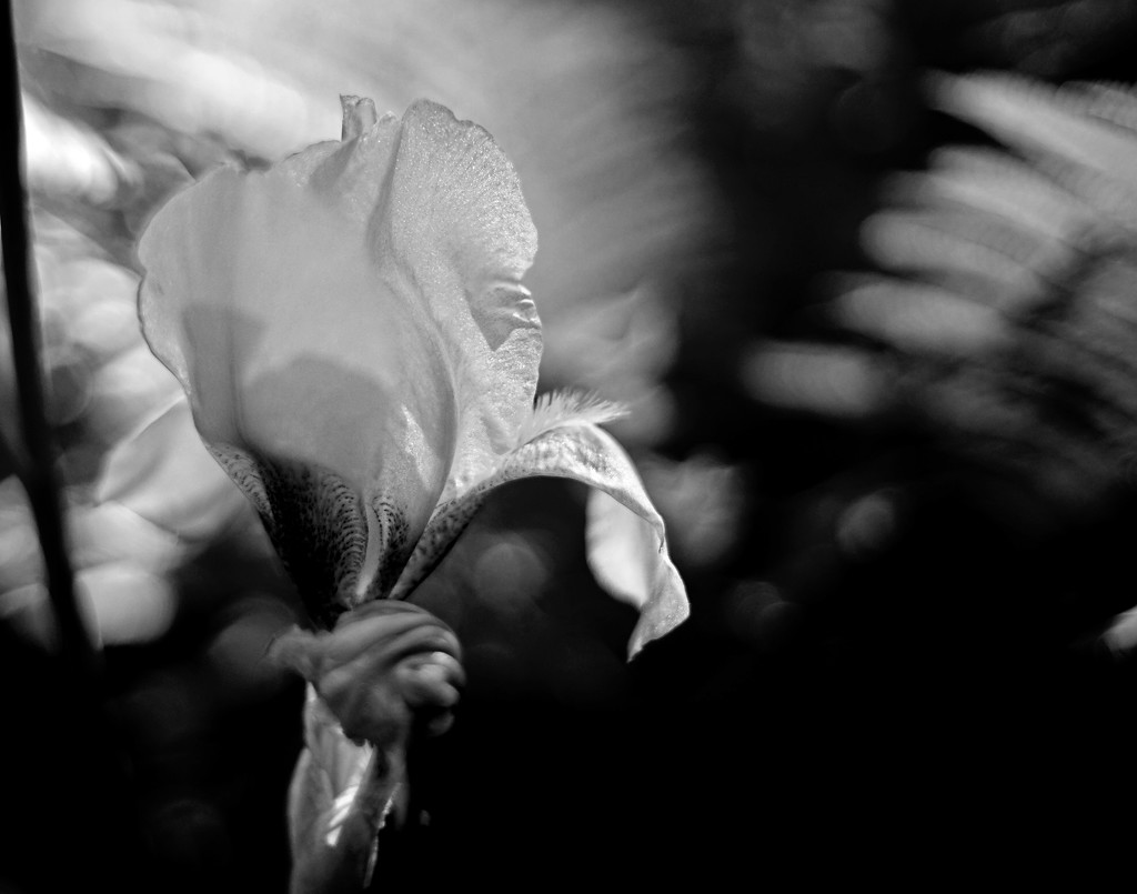 Yellow Iris in the Morning Sun by tosee