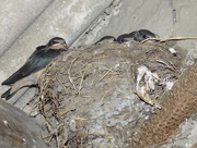 16th Jun 2015 - Outgrowing the nest - 30 Days Wild 16