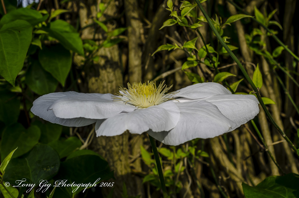Clematis In The Shade by tonygig