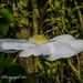 Clematis In The Shade by tonygig