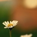 Flower by newbank