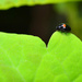 Twice-Stabbed Lady Beetle by mhei