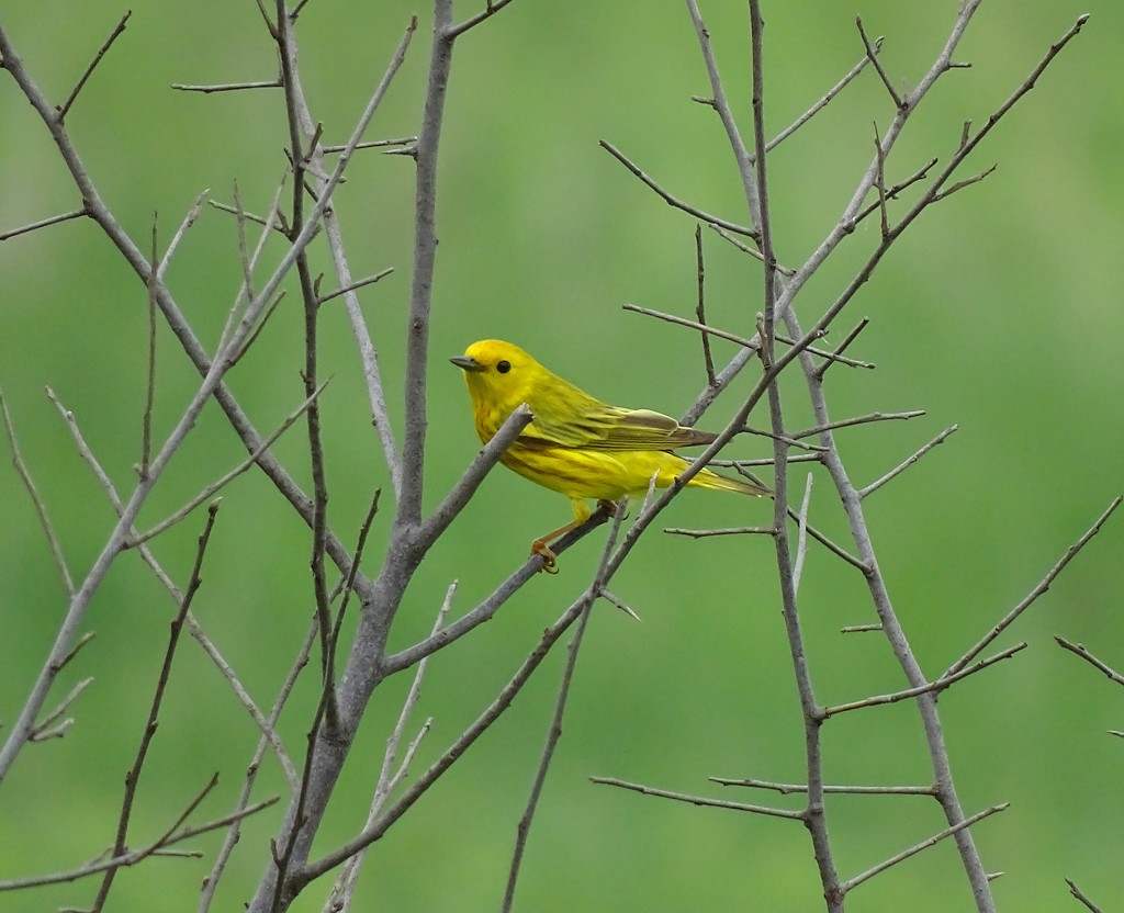 Yellow Warbler Male by annepann